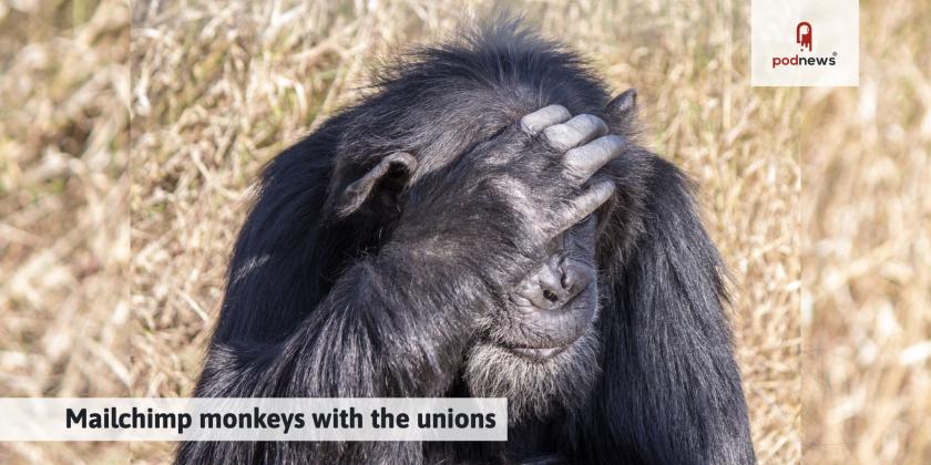 An embarrassed chimp