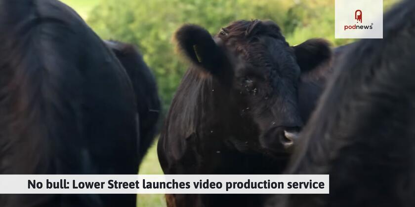 A big black cow