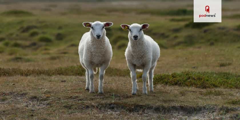 Twin sheep