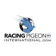 Racing Pigeon Podcast