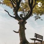 The Grown Tree