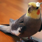 O Dia Em que Eu Ganhei Uma Calopsita