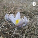 Indigenous Radio ETWAREOTR