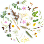 ANTECEDENTES DE LOS ACTUALES PROCESOS DE EVALUACIÓN Y ACREDITACIÓN DE LAS UNIVERSIDADES MEXICANAS