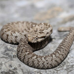 The Endangered Snake