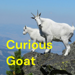 Curious Goat