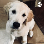 The Dog Talk