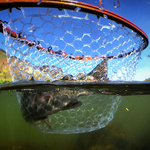 The TroutBus Podcast