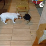 Amor Para Cachorro
