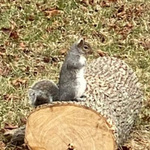 Shtuyot and nonsense...