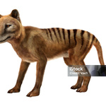 Massive Tasmanian tiger screening breakthrough covering four states Murray Darling Basin Authority.