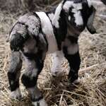 GoatsUnltd Podroll