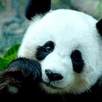 经小渣