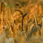 Spectrum Commodities Wheat & Cattle Markets Analysis