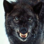 STR1KER's WOLF DEN