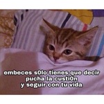 Pucha la custión 