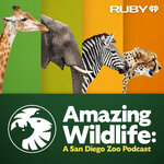 Amazing Wildlife: A San Diego Zoo Podcast