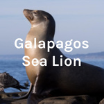 Galapagos Sea Lion