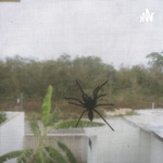 El Dilema De Los Mosquiteros