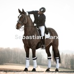 Sebastian Marx - Basti - Pferdemensch, Pferdeinfluencer - sebastian.marx_original 