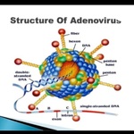 ADENOVIRUS