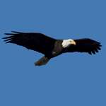 Soaring In Health & Wellness