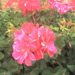 Speak Out and Speak up.