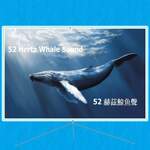 52 赫茲世界上最孤獨的鯨魚聲一小時 |52 Hertz The world's loneliest whale sound 1 hour