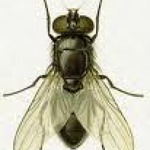 TrundleFly's Dance Mix Podcasts
