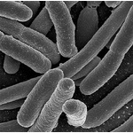 Microbes, the little guys.