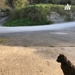 Animalien_eskubideak_Montse