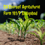 CH.Shareef Agricultural Farm 161/P Sadiqabad