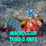 Mindboggler trivia Q and A: Part 1
