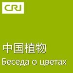 Беседа о цветах