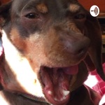PLEASE NOT ANOTHER PODCAST