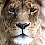 Leones