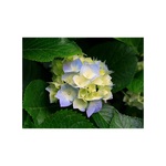 Podcast de Catedral Culiacan