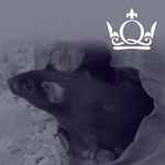 Toys and ‘enriched’ surroundings help fight infection in mice