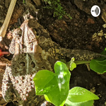 Toads Tales And Talks