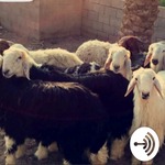 Thanksgiving عيد الشكر