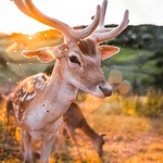 The Deer Who Played Truant