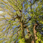 No Becky, You Can't Talk To The Manager