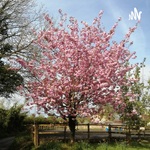 The Cherry Tree Productions - Jamie Hodge