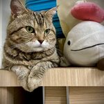 馬呵呵靈修日誌