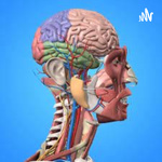 La importancia de la anatomía.