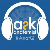 Ask Anatomist