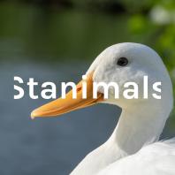Stanimals