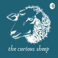 The Curious Sheep