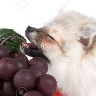 Dog and Fruit Podcast