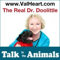 The Real Dr Doolittle Show With Val Heart | Animal Talk | Talk to Dogs | Talk to Horses | Talk to Cats | Animal Whisperer | T